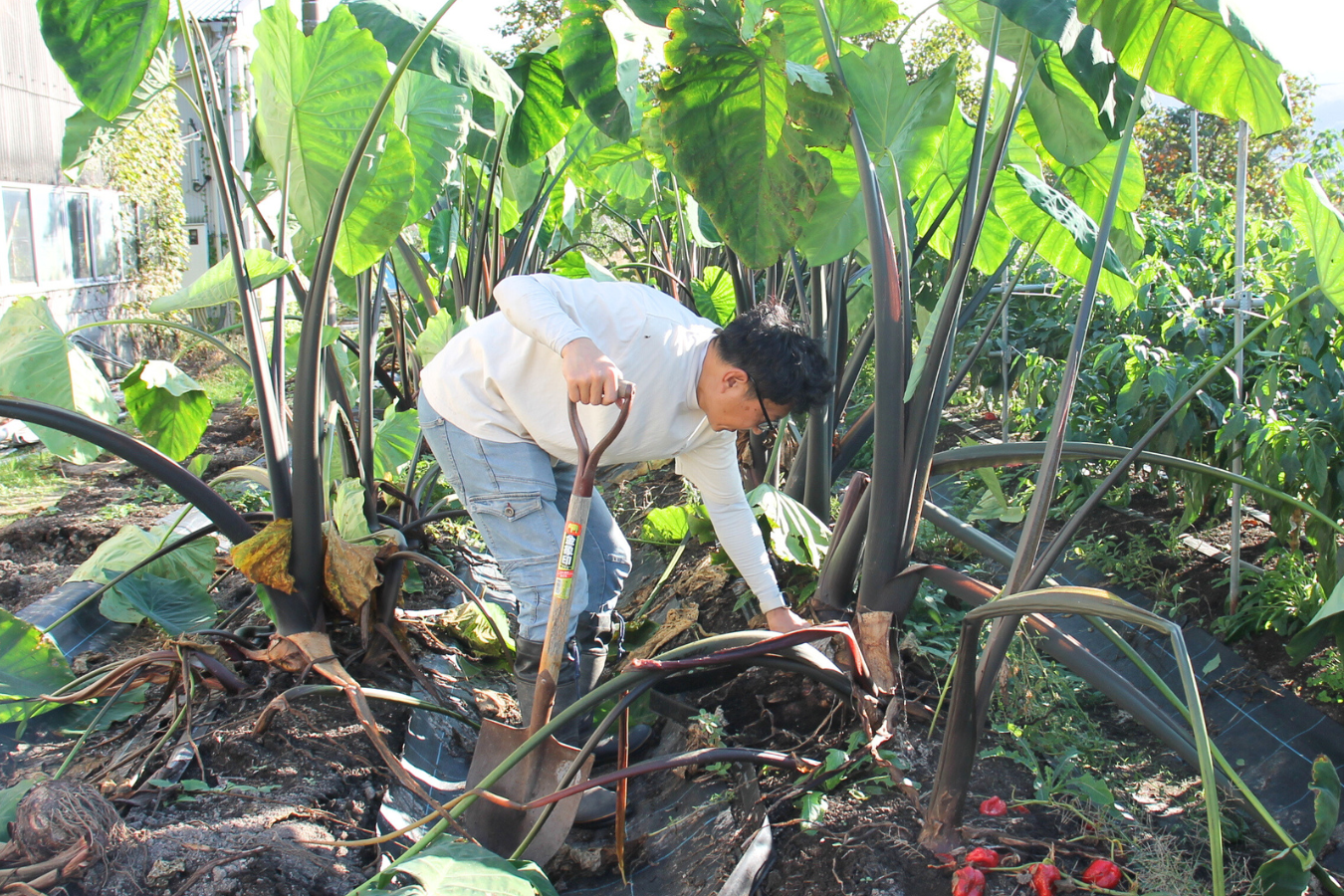 大きな里芋と脇さん